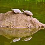 Twin-Twin Reections... relaxing turtles, Kiyosumi Garden, Tokyo