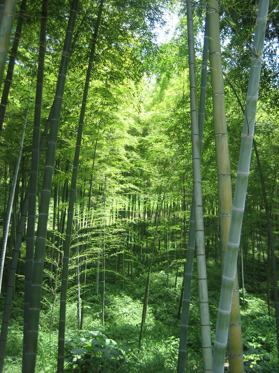 Sunlight through bamboo, Kannami-cho, Shizuoka Pref.