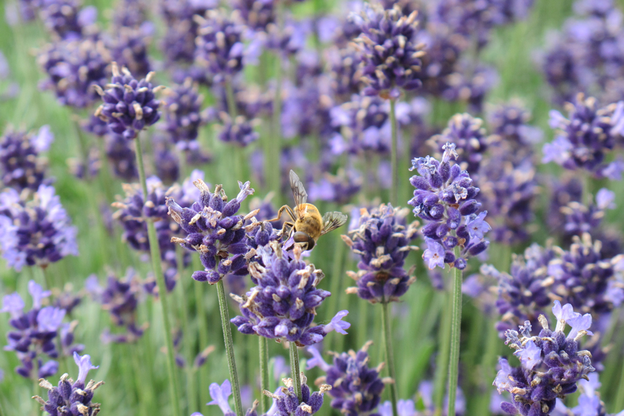Enjoy with lavender! Tanbara Lavender Park, Numata, Gunma Pref.