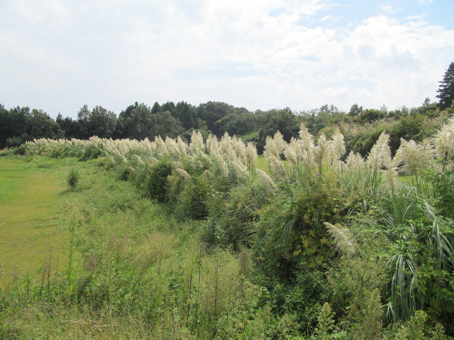 Pampas grass, Susono, Shizuoka Pref.