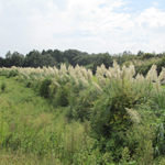 Pampas grass, Susono, Shizuoka Pref.