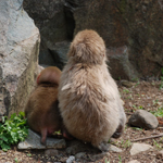 Japanese macaques: mother and baby, Jigokudani, Nagano Pref.