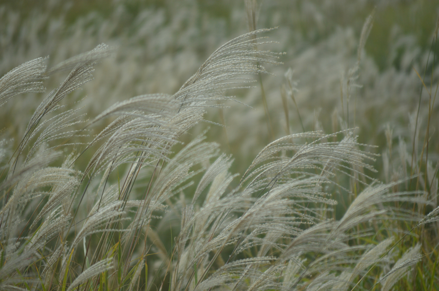 The silver grass, Hosono Highland (Hosono Kogen) of Higashi Izu, Shizuoka Pref.