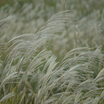 The silver grass, Hosono Highland (Hosono Kogen) of Higashi Izu, Shizuoka Pref.