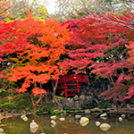 The Red Bridge of Autumn, Koishikawa Korakuen Gardens, Tokyo