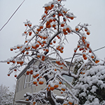 Fruit Tree, Taihaku Ward, Sendai