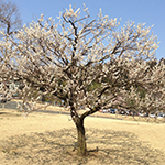 Plum tree at Kairakuen, Ibaraki Pref.