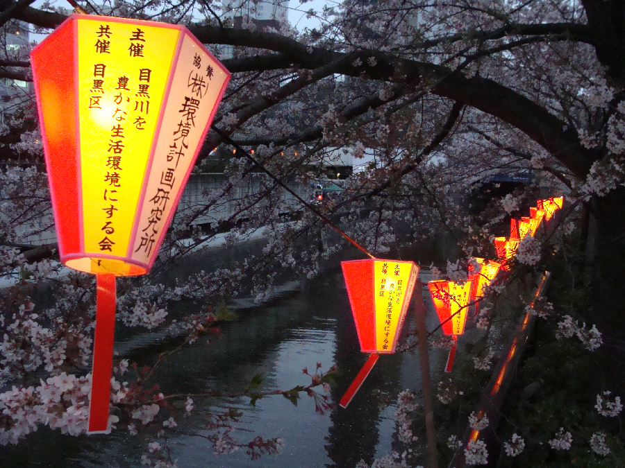 Sakura along Meguro River, Tokyo