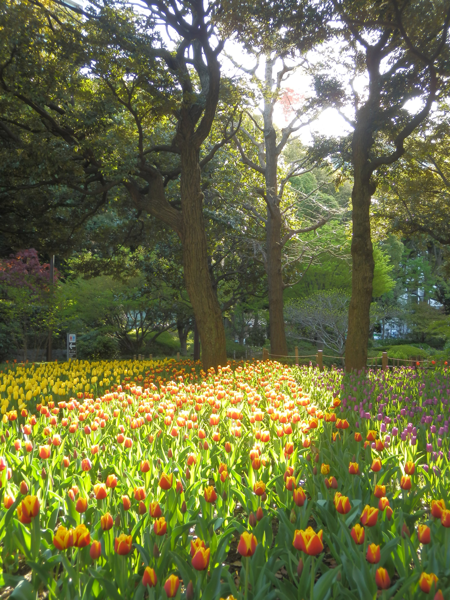 Sunshine and tulips start a great day, Yokohama