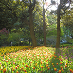 Sunshine and tulips start a great day, Yokohama