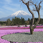 Fuji <i>shibazakura</i> (moss phlox), Yamanashi Pref.