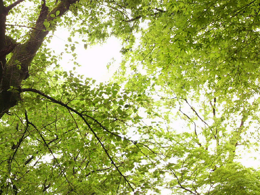 Green & green, Hamura, Tokyo