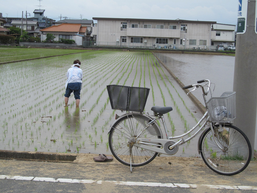 Handy work after automatic rice planting, Kannamicho, Shizuoka Pref.