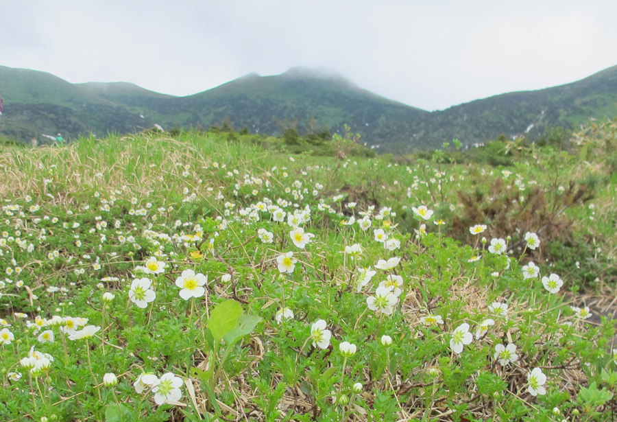 A carpet of spring alpine flowers, Hakkoda Mountains, Aomori Pref.