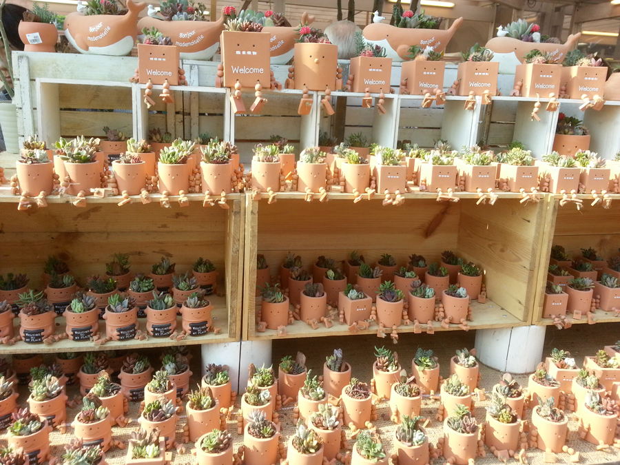 Cactus Pots, Ashikaga Flower Park, Ashikaga, Tochigi Pref.