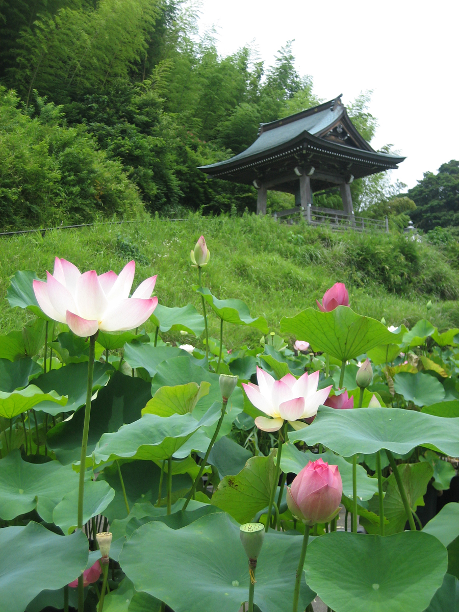 Lotus owers in Renkoji Temple, Numazu, Shizuoka Pref.