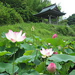 Lotus owers in Renkoji Temple, Numazu, Shizuoka Pref.