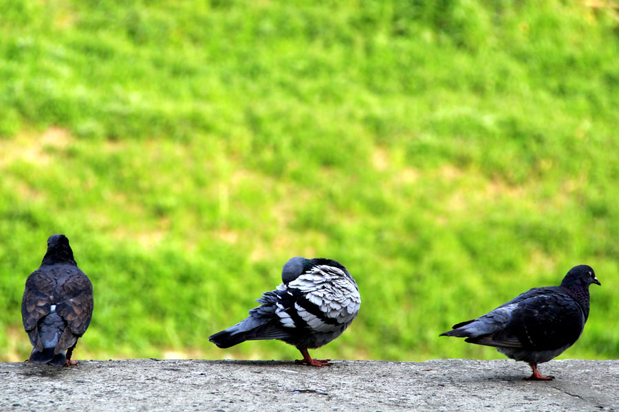 Three pigeons in Gyotoku Wildlife Sanctuary, Chiba Pref.