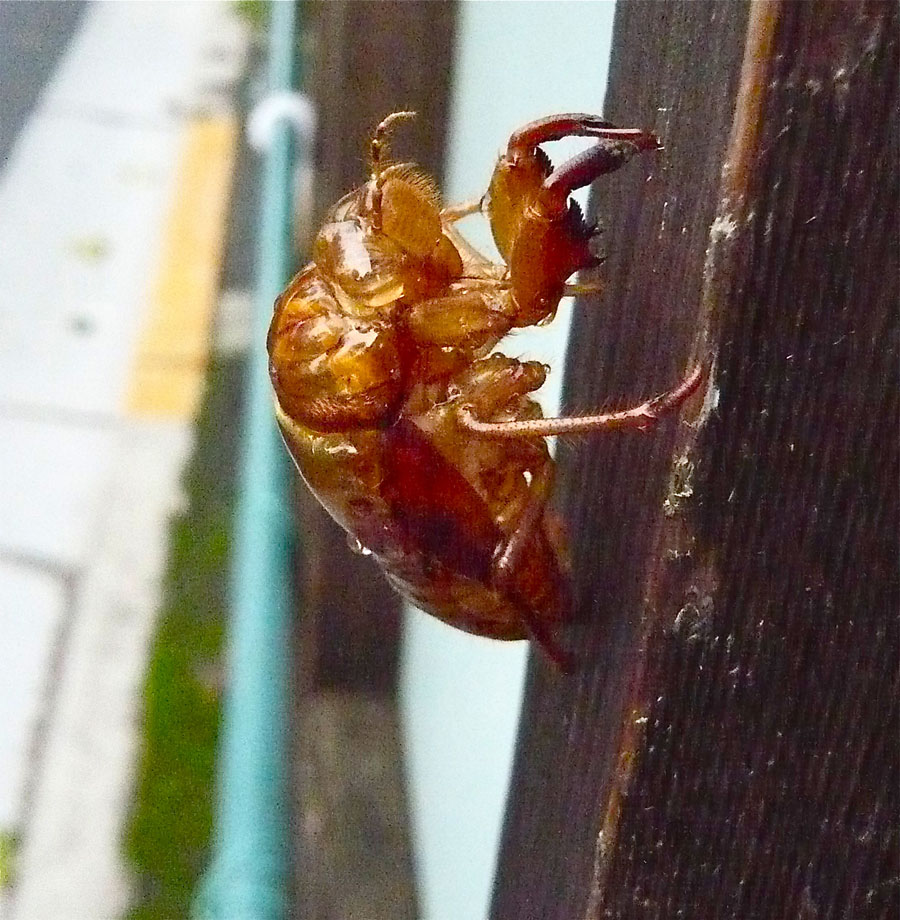 Sayonara summer, cicada exoskeleton, near the Kanto Central Hospital, Setagaya Ward, Tokyo