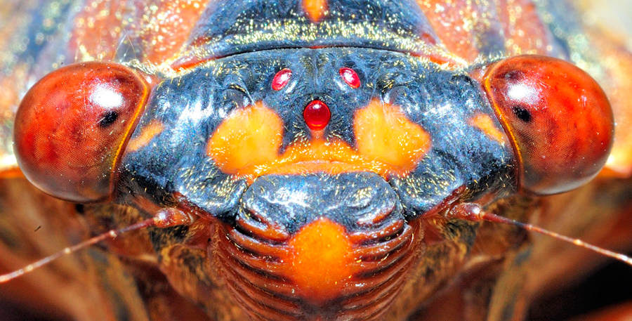 Looking a cicada in the eyes