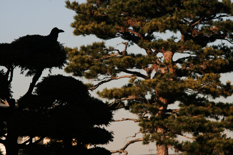The pine and the raven, Tama Cemetery, Tokyo