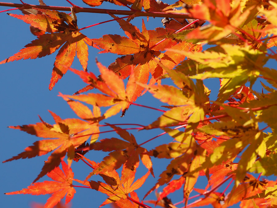Autumn leaves, Nasu, Tochigi Pref.