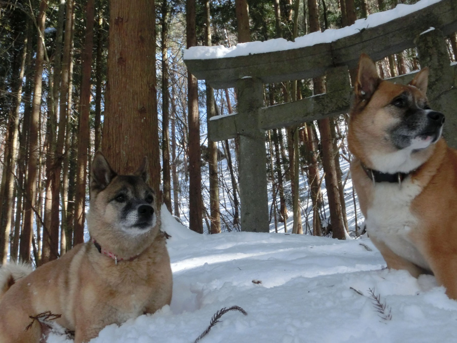 Shrine dogs on alert in snowy Minakami, Gunma Pref.