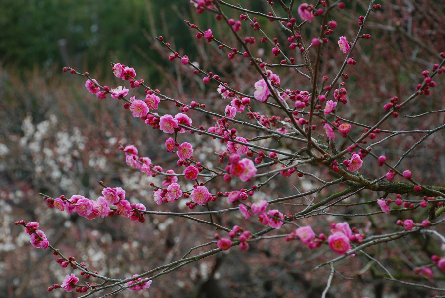 The hues of spring, Korakuen Garden, Okayama Pref.