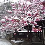 Snow-covered blossoms at Ebara Shrine, Shinagawa, Tokyo