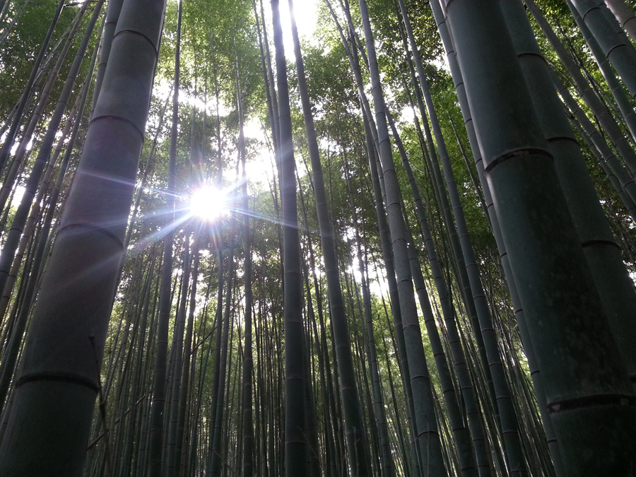 Sagano Bamboo Forest, Kyoto
