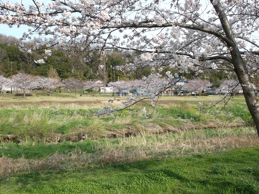 "Cherry blossoms 2014" at Hikijigawa Shinsui Park in Fujisawa, Kanagawa Pref.