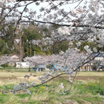 "Cherry blossoms 2014" at Hikijigawa Shinsui Park in Fujisawa, Kanagawa Pref.