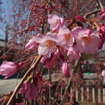 First blossoms at Shitennoji Temple in Osaka