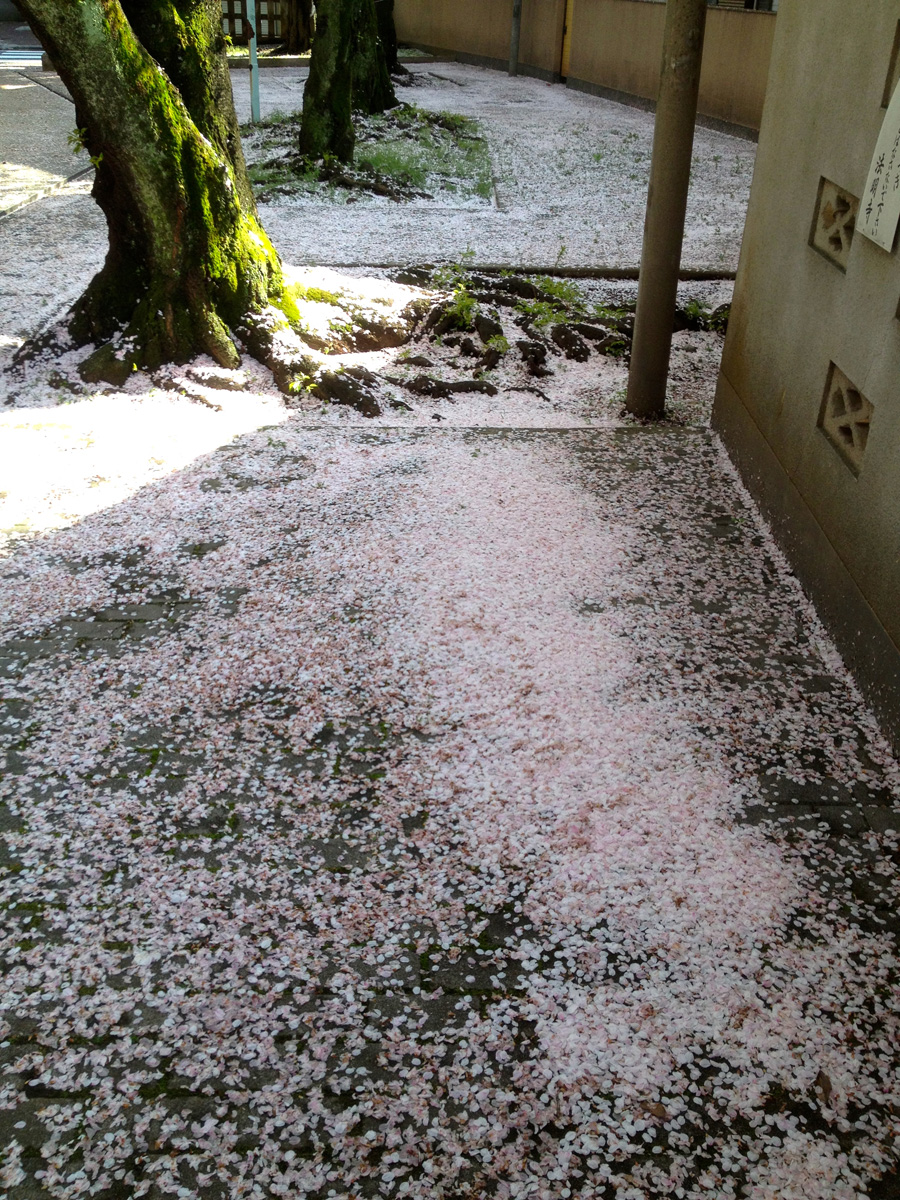 Carpet of petals, Zoshigaya, Tokyo