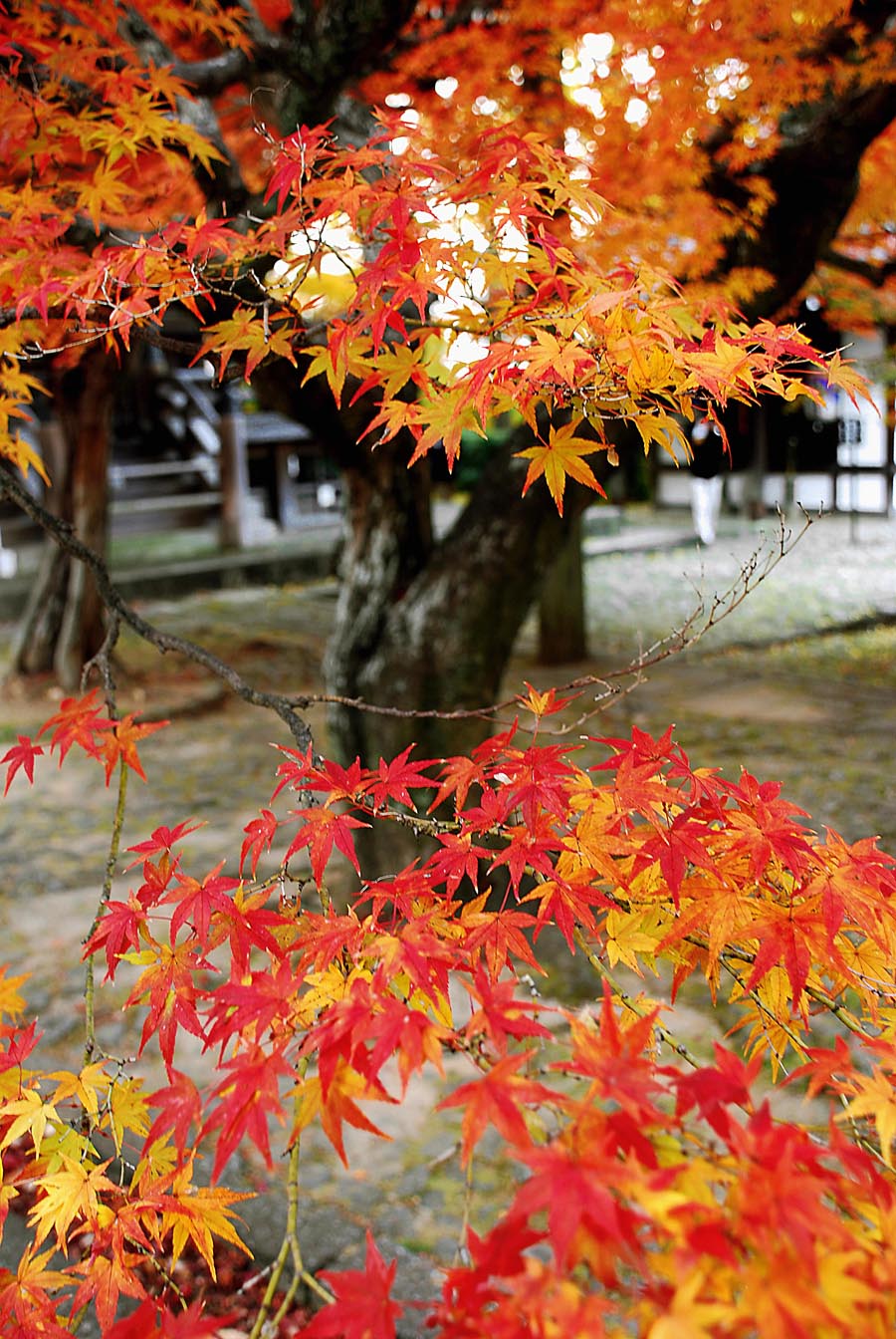 Autumn leaves at Shinnyodo Temple, Kyoto