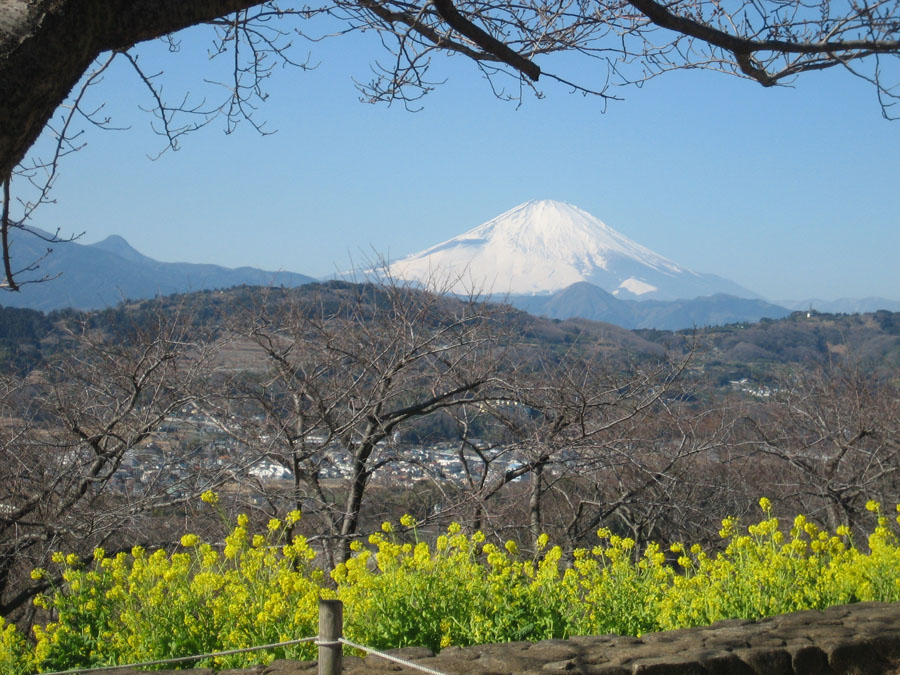 Mount Fuji over rape blossoms in Azuma-yama Park, Kanagawa Pref.