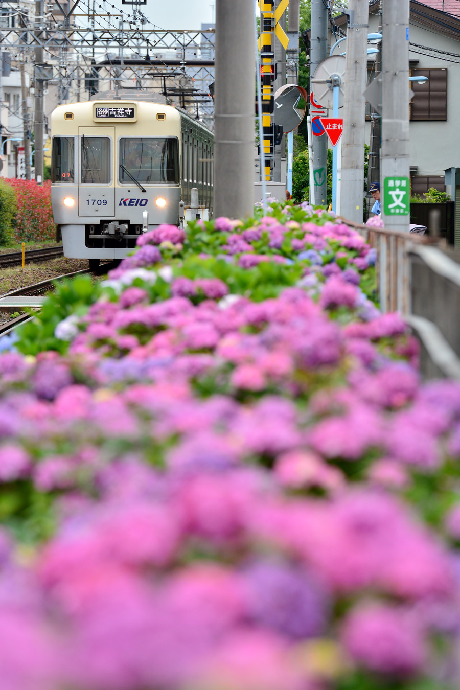 Hydrangeas between Hamadayama and Takaido stations, Tokyo