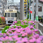 Hydrangeas between Hamadayama and Takaido stations, Tokyo