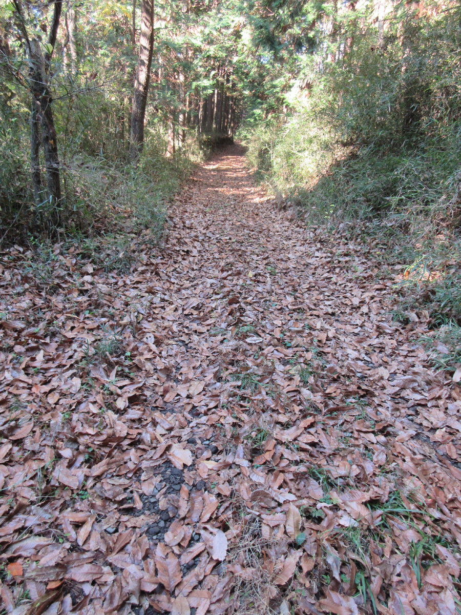 Fallen leaves on forest road, Susono, Shizuoka Pref.