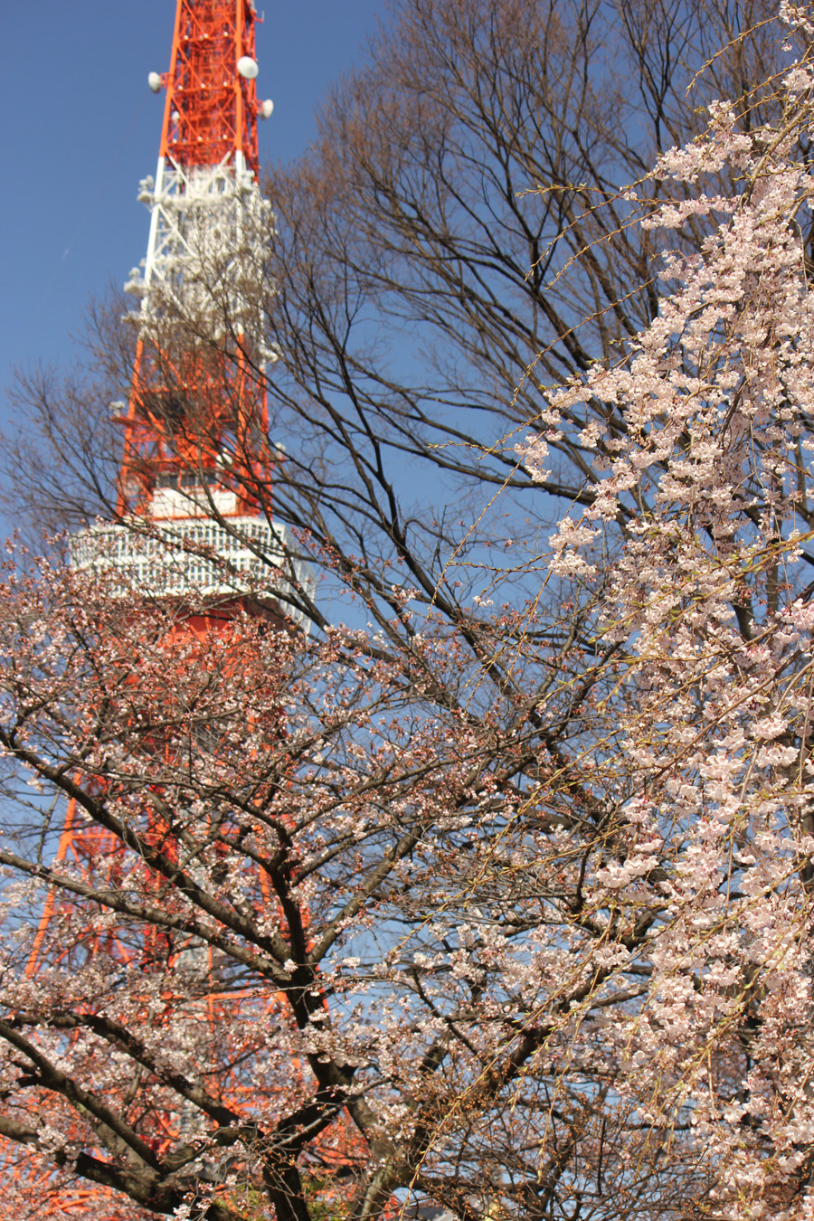 Tokyo's signature: Tokyo Tower and cherry blossoms