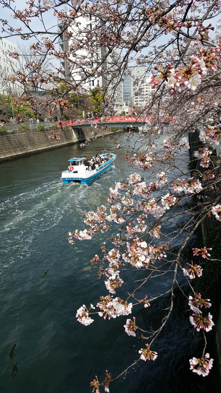Cherry blossom viewing on the Meguro River, Shinagawa, Tokyo