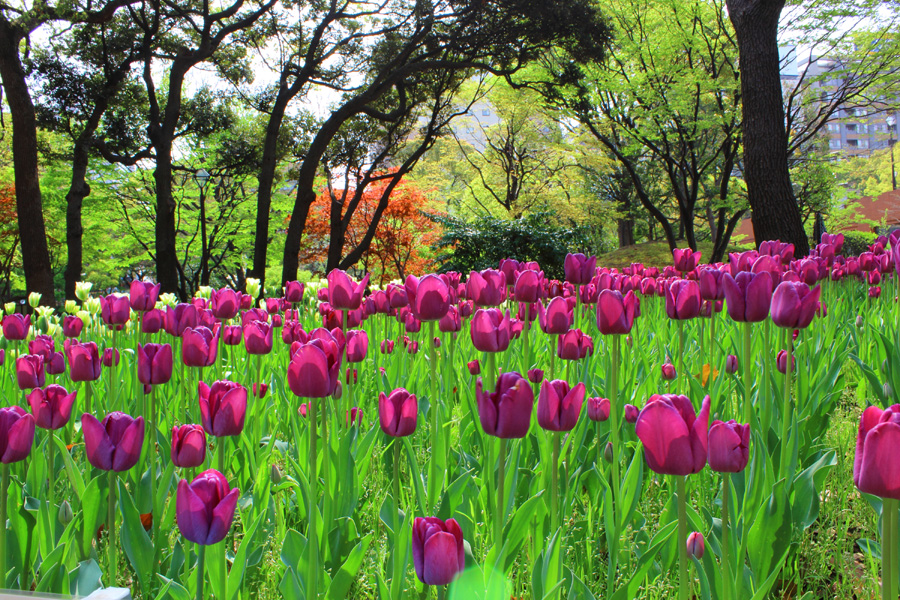 Beauty of tulips, Yokohama Park, Kanagawa Pref.