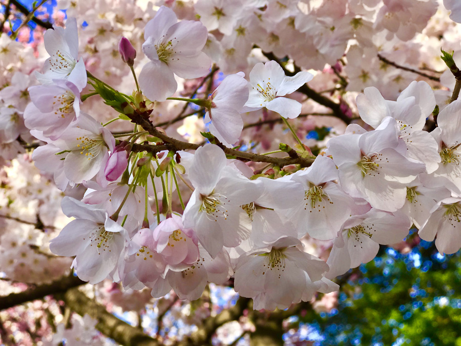 <i>Sakura</i> cherry blossoms in Shinjuku Gyoen Park, Tokyo