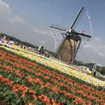 Netherlands Nostalgia, exquisite tulips at the Sakura Tulip festival, Chiba Pref.