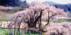Sakura, cherry blossoms
