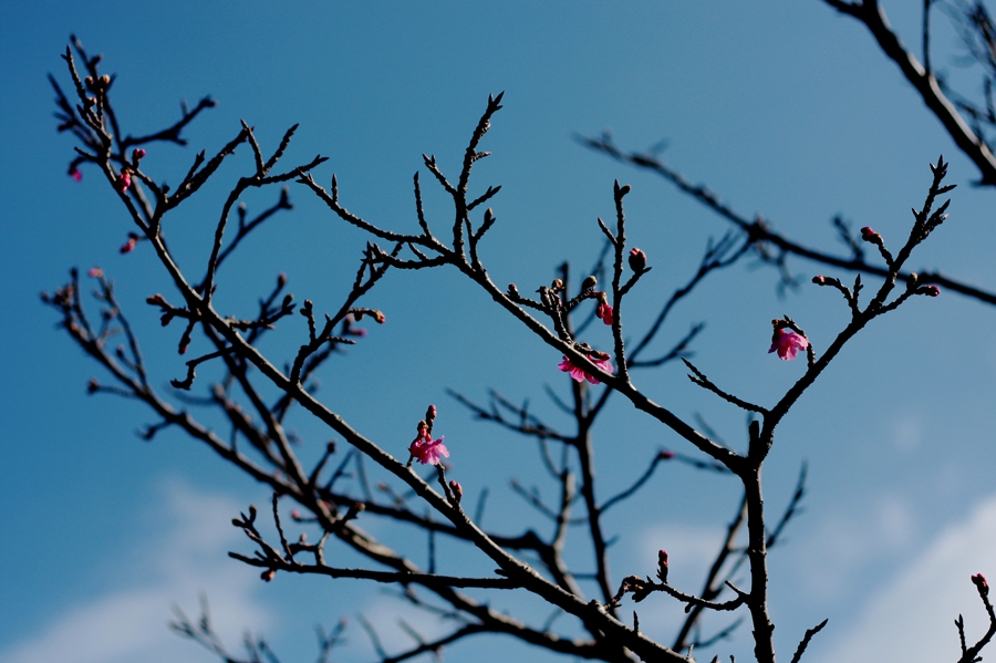 Spring always come earlier in Okinawa