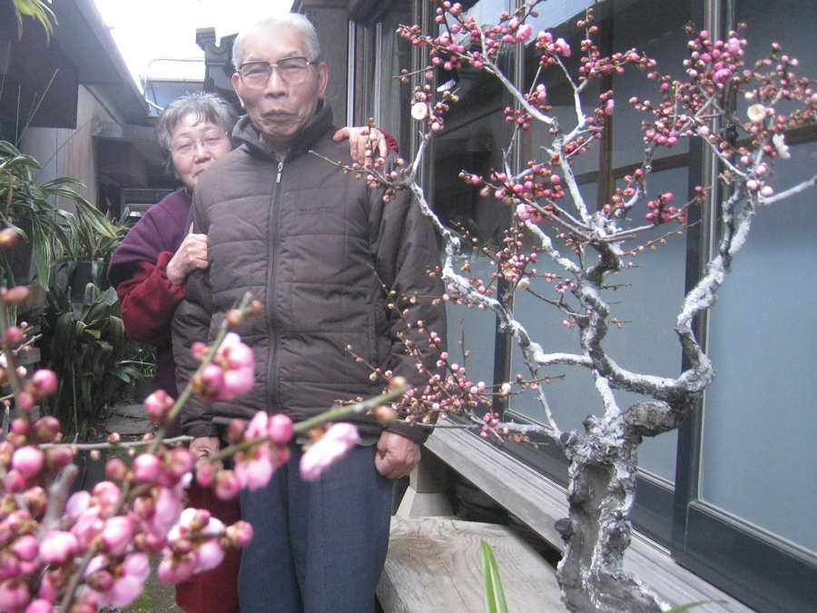 Enjoying plum bonsai, Isumimachi, Chiba Pref.