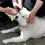 Healing dog, after the quake, Asahi, Chiba Pref.