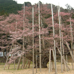 Usuzumizakura, Gifu Pref.
