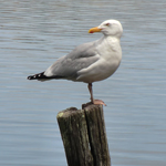 Lonesome sea gull
